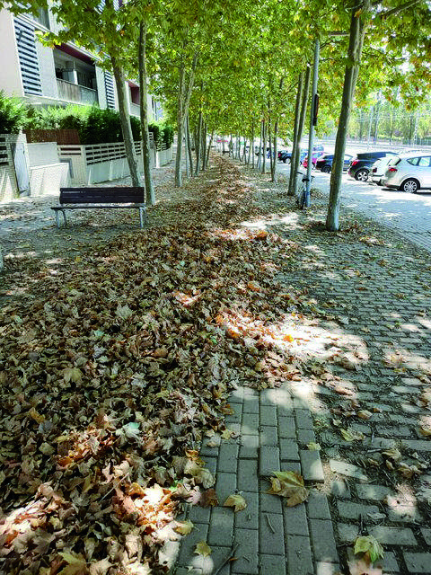 Fulles del carrer Vallseca FOTO: Marta Millán