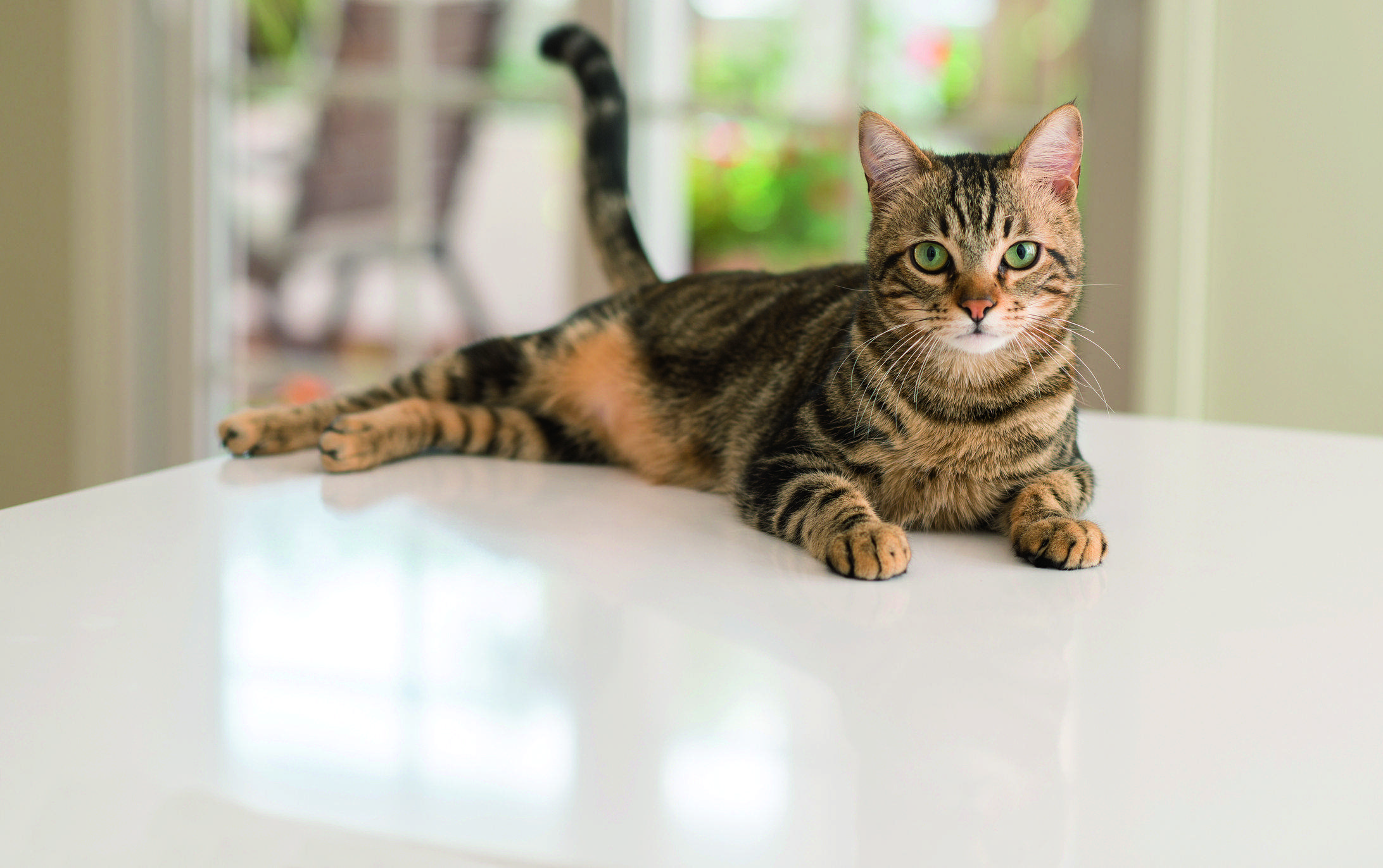 Gat. FOTO: istock.com