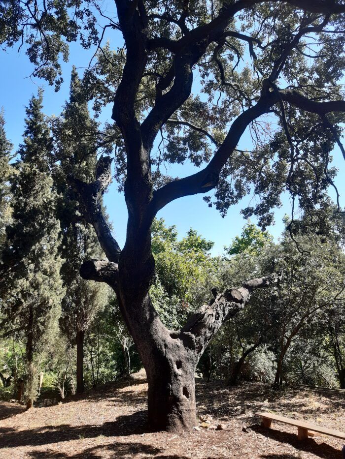 Alzina catalogada de Can Monmany. FOTO: EMD Valldoreix.