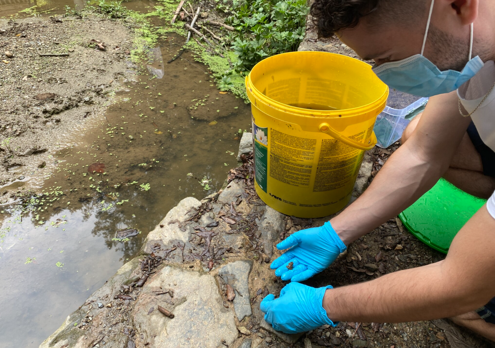 La introducció dels amfibis al torrent de Can Coll a Collserola FOTO: Parc Natural de Collserola