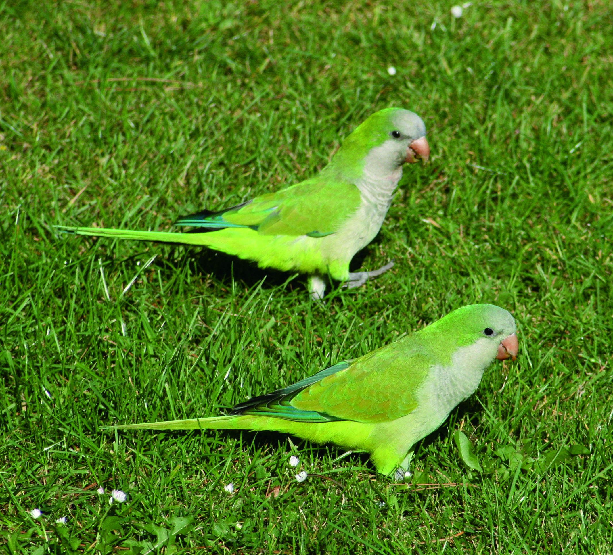 Cotorres. FOTO: Arxiu.