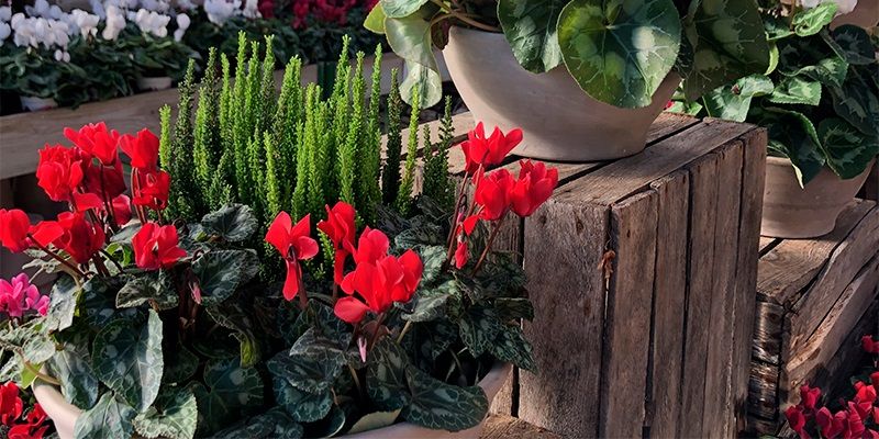 La botiga de Sant Cugat ofereix les millors plantes i flors de tardor. FOTO: Cedida