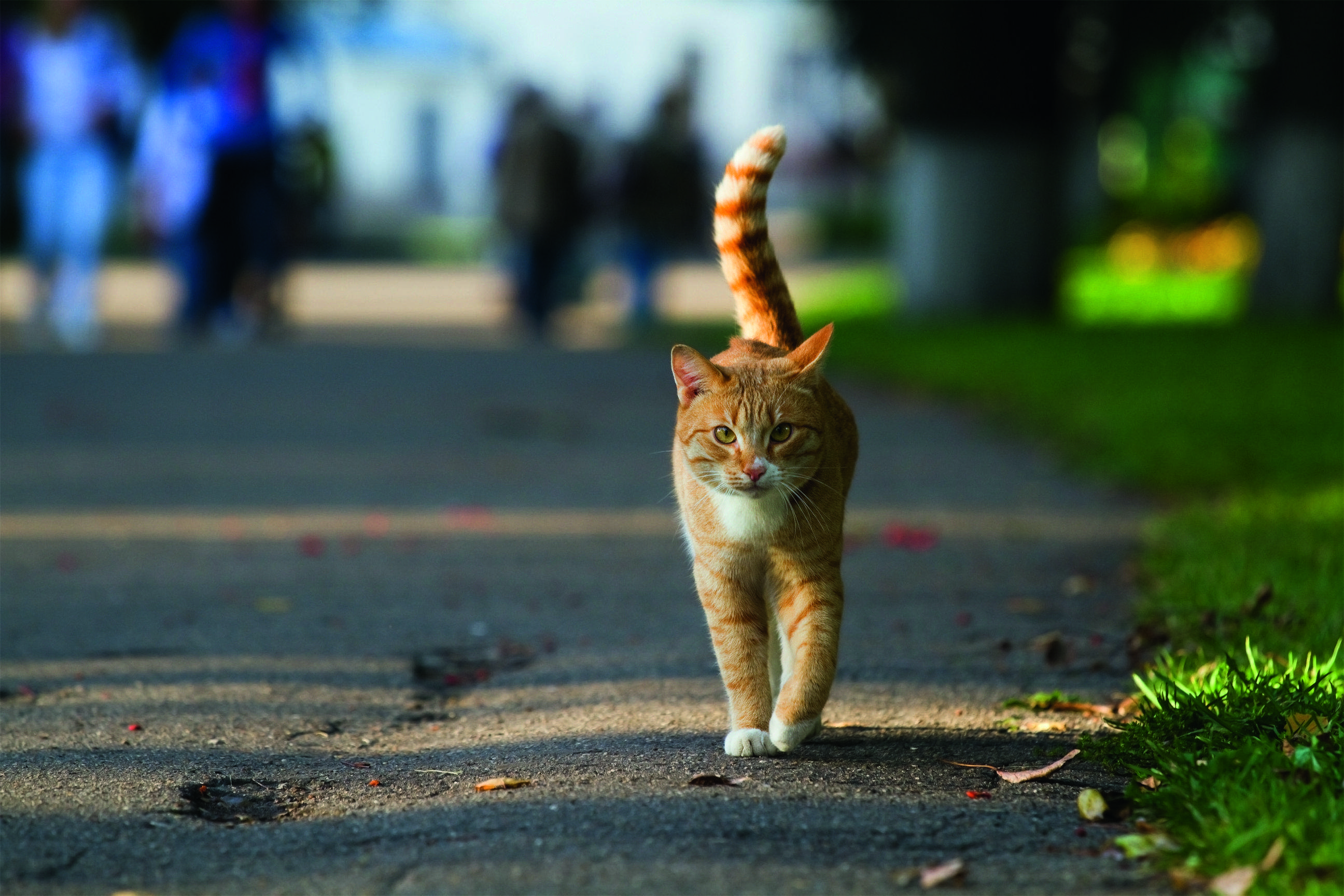 Gats de carrer. FOTO: istock.com