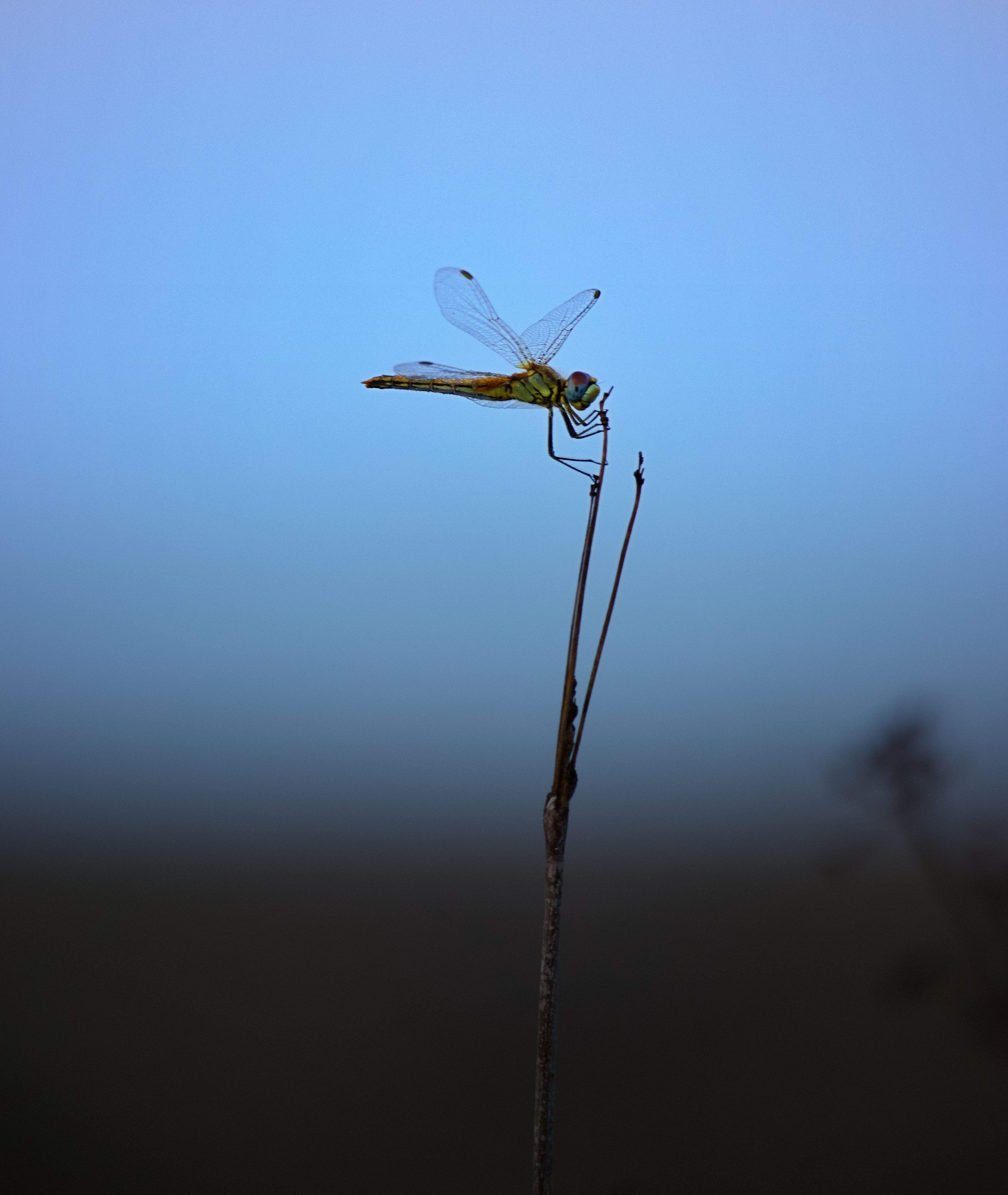 6è Premi WEB. Equilibri complex. Delta de l'Ebre. FOTO: Jordi Serrano Pérez