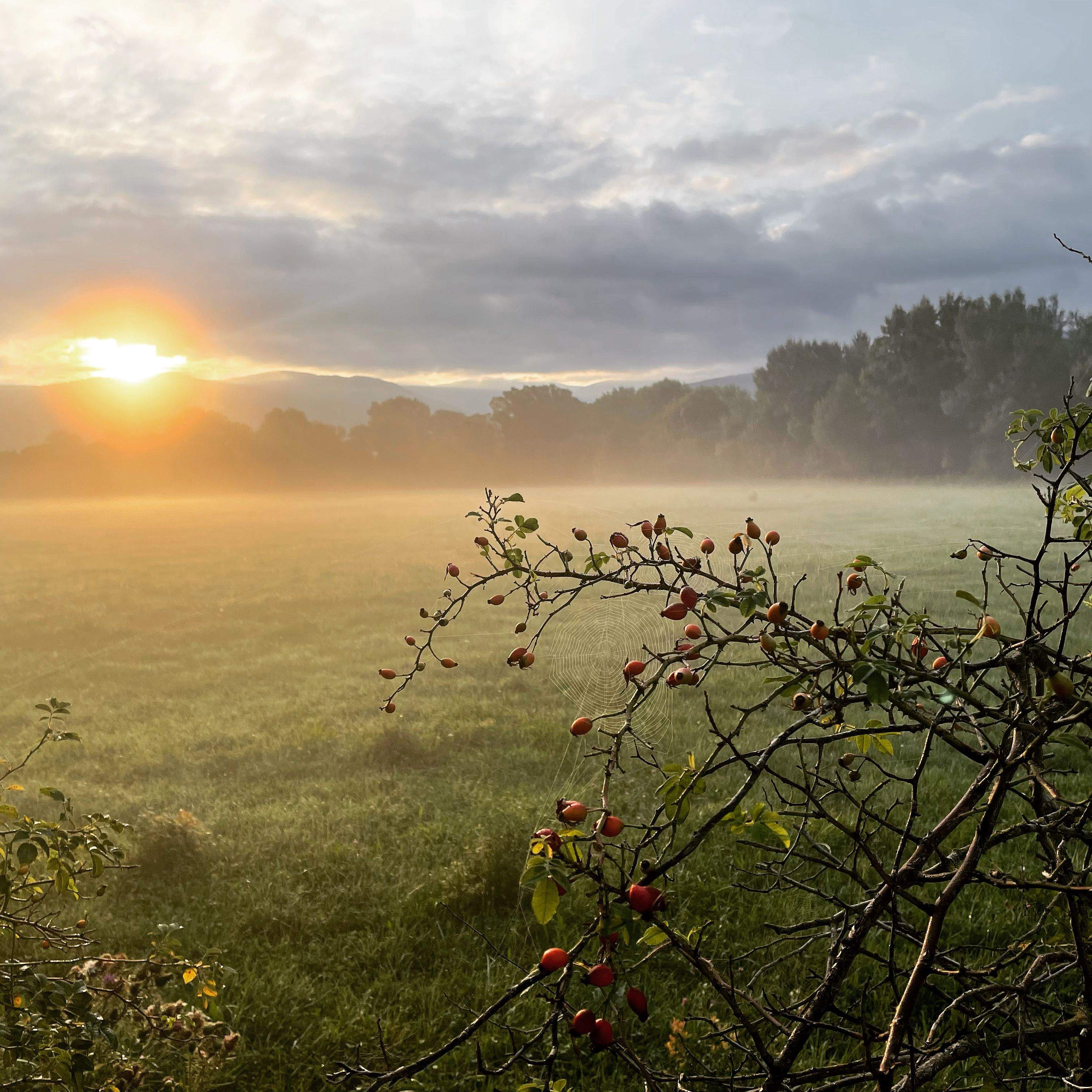 7è Premi WEB. Teranyina bon dia! Vilallobent. FOTO: Marc Ramis Castelltort