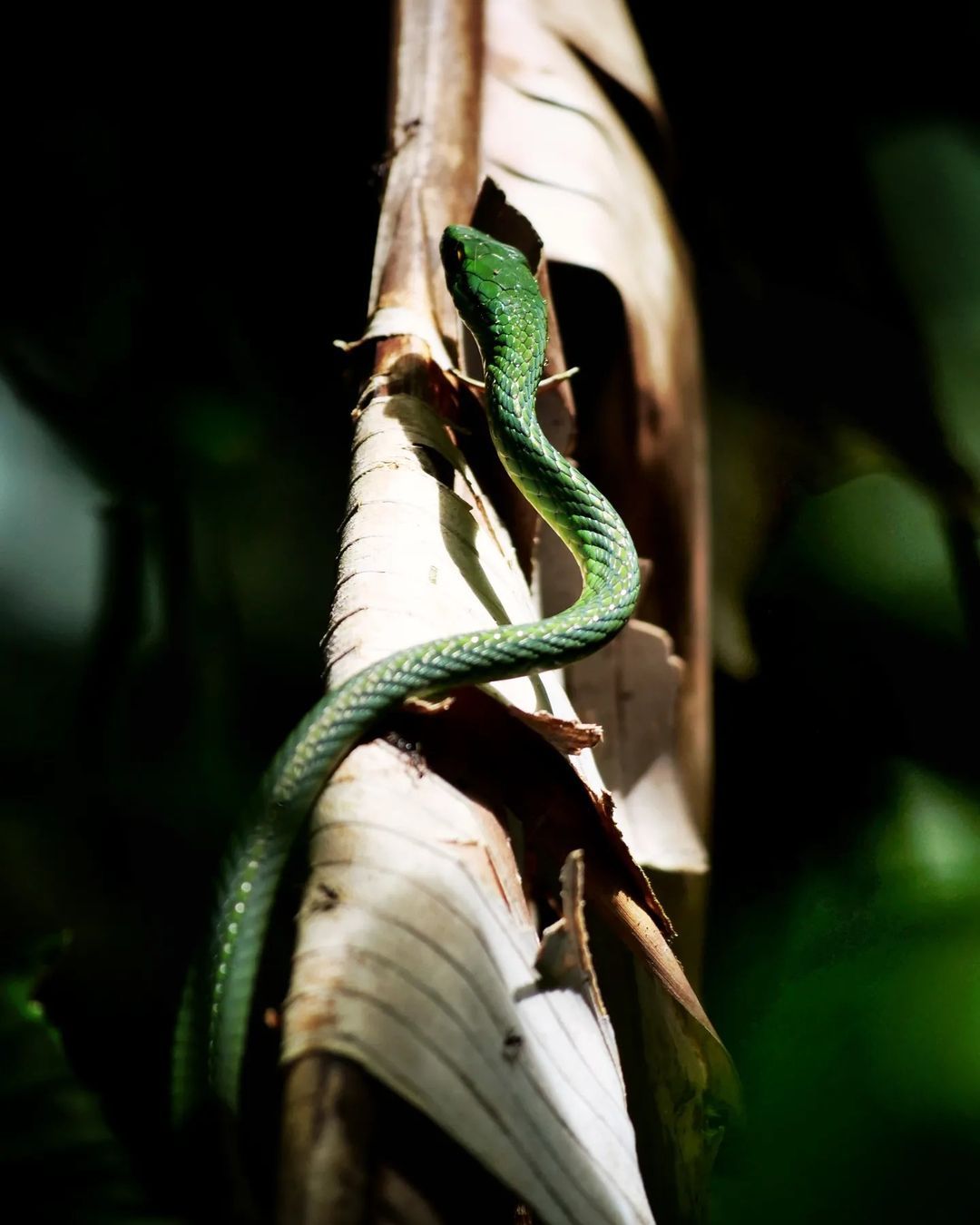 8è Premi Instagram. Jungle walk. FOTO: @jrd.montserrat