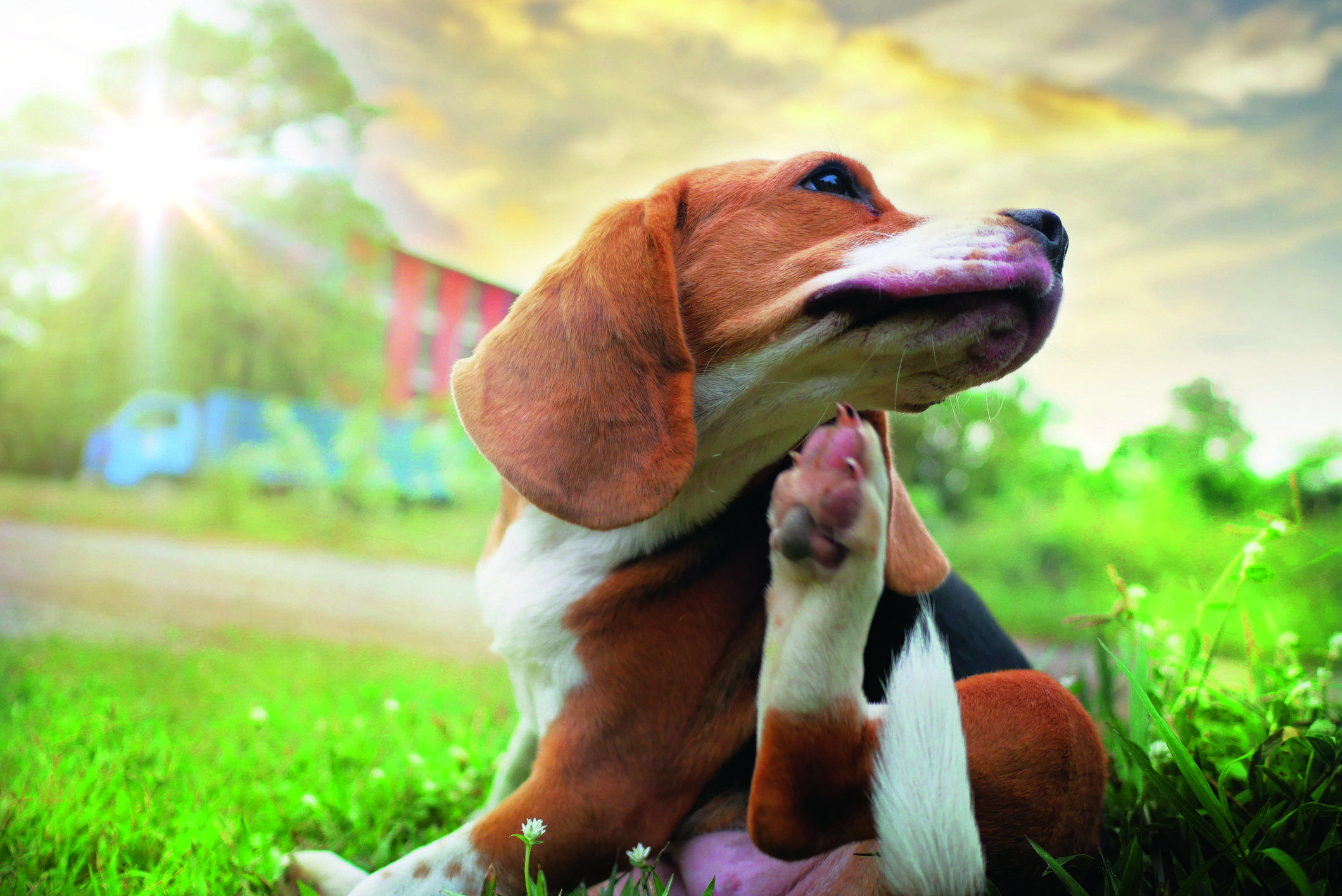 Els gossos poden tenir al·lèrgies. FOTO: istock.com