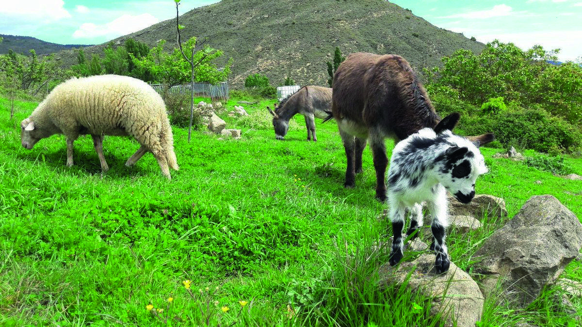 Santuari d'animals. FOTO: istock.com