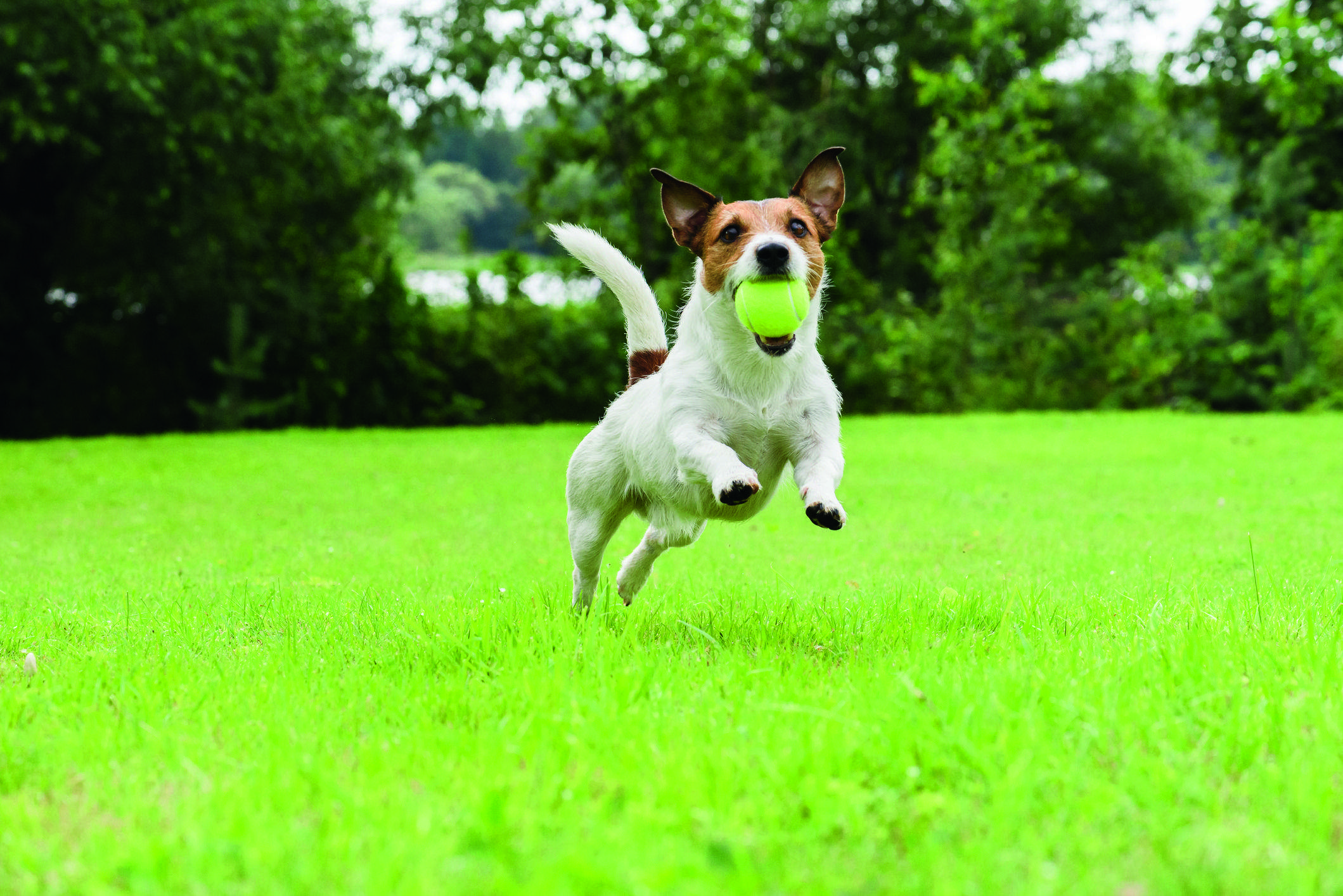 Els gossos juguen amb pilotes. FOTO: istock.com