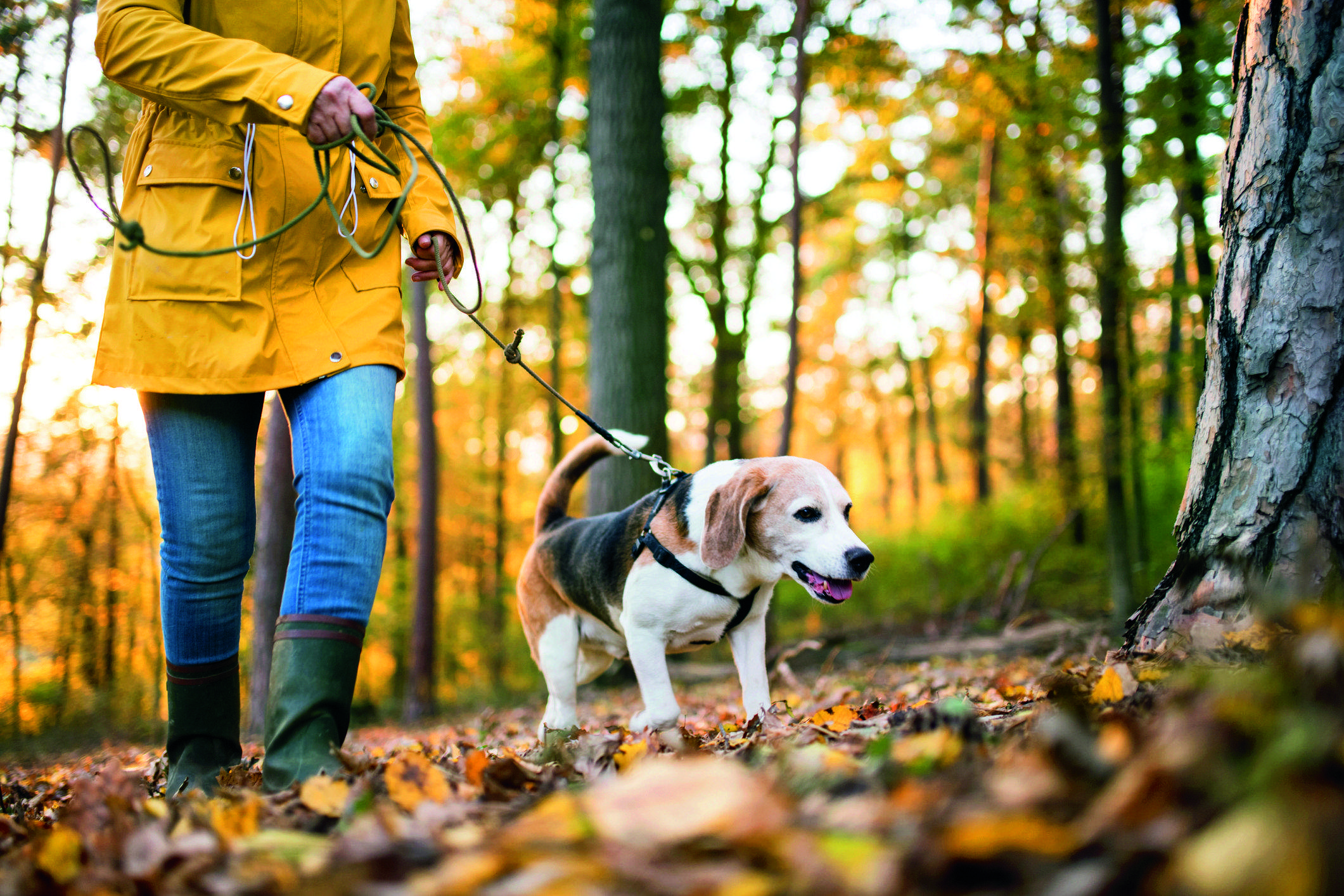 Passejar el gos amb arnès i corretja. FOTO: istock.com