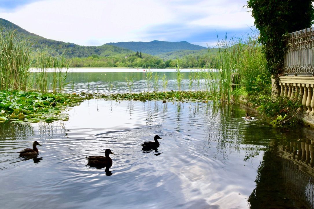 A l'aigua, ànecs! Estany de Banyoles - Iliana Danzós Rodríguez