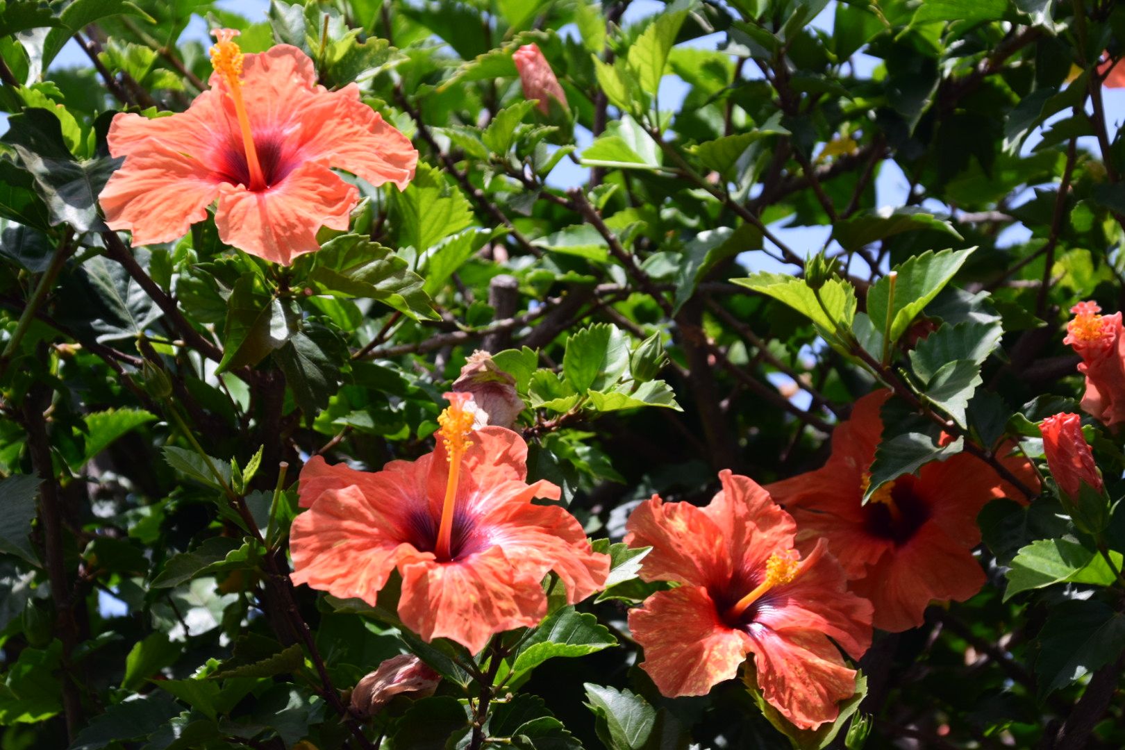Belleza del verano Guadarranque, Sant Roque, (Cadiz) - Juan Miguel Quesada Garcia