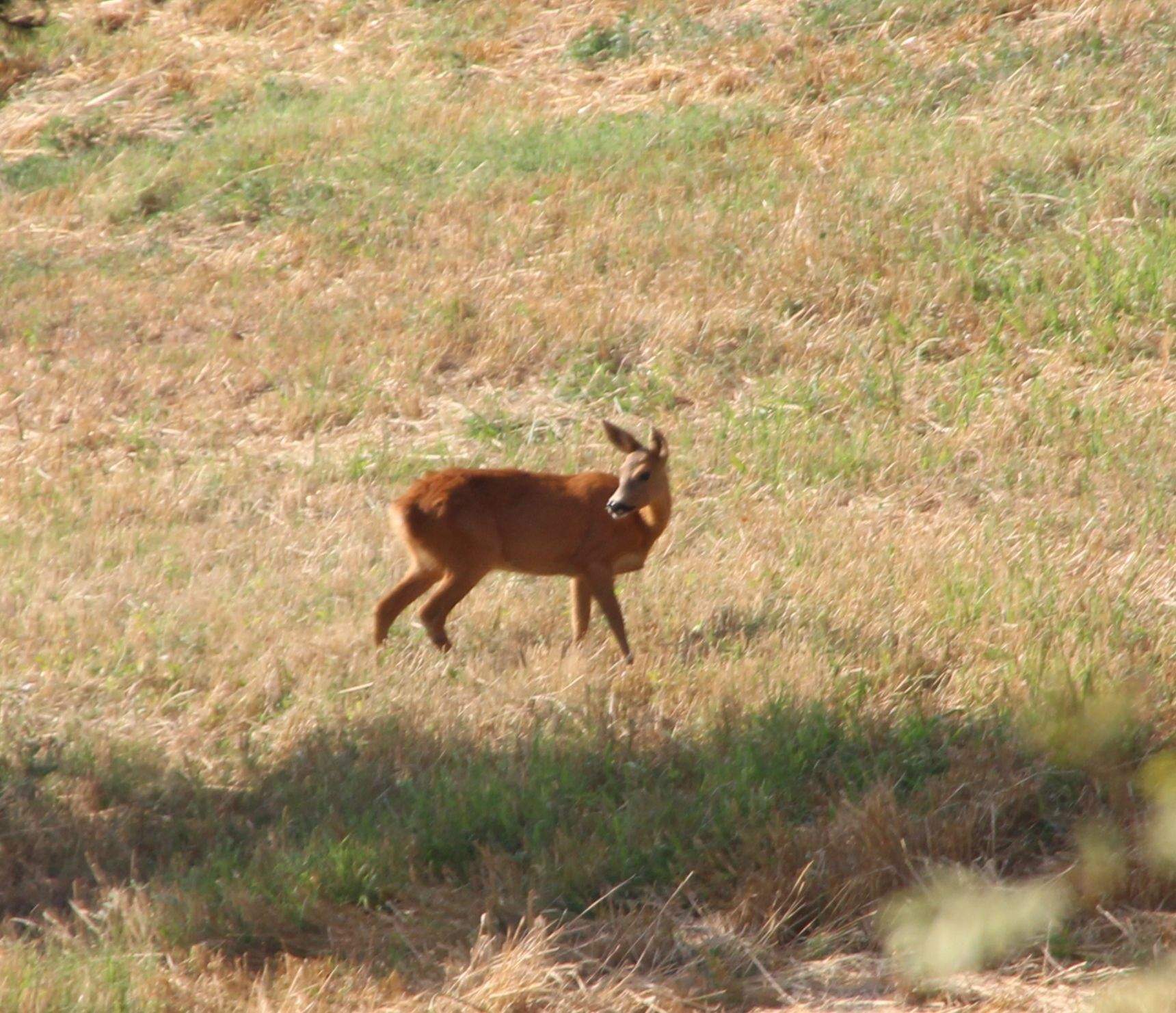 Cabirol Cal Blanquillo (Puig reig). Jaume Asens - Passarrius