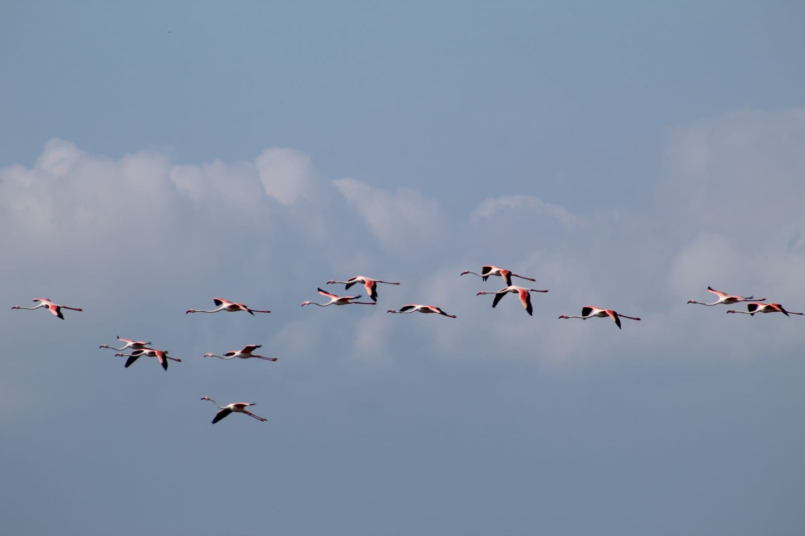 Cel rosat. El Delta de l'Ebre - Juliet Ochoa Holme