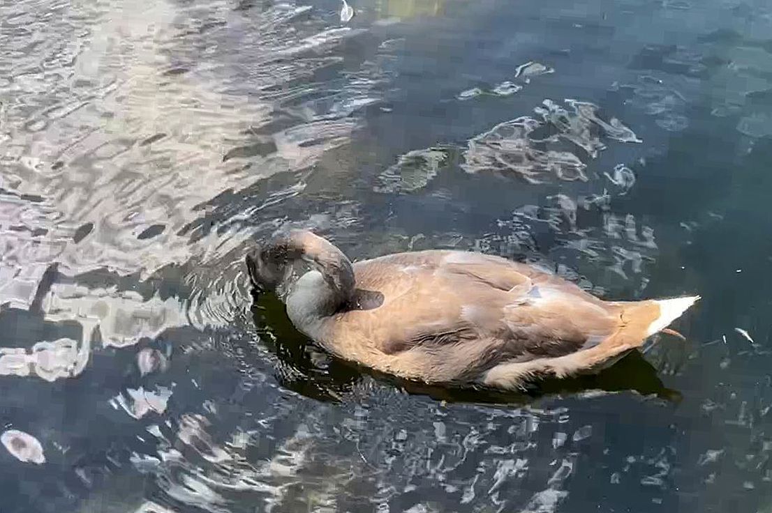 Cigne assedegat. Llac de Puigcerd - Pere Ruiz Hernandez