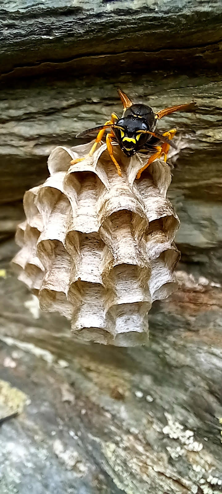 Controlant casa Hospice de France, Luchon, France quico Folch