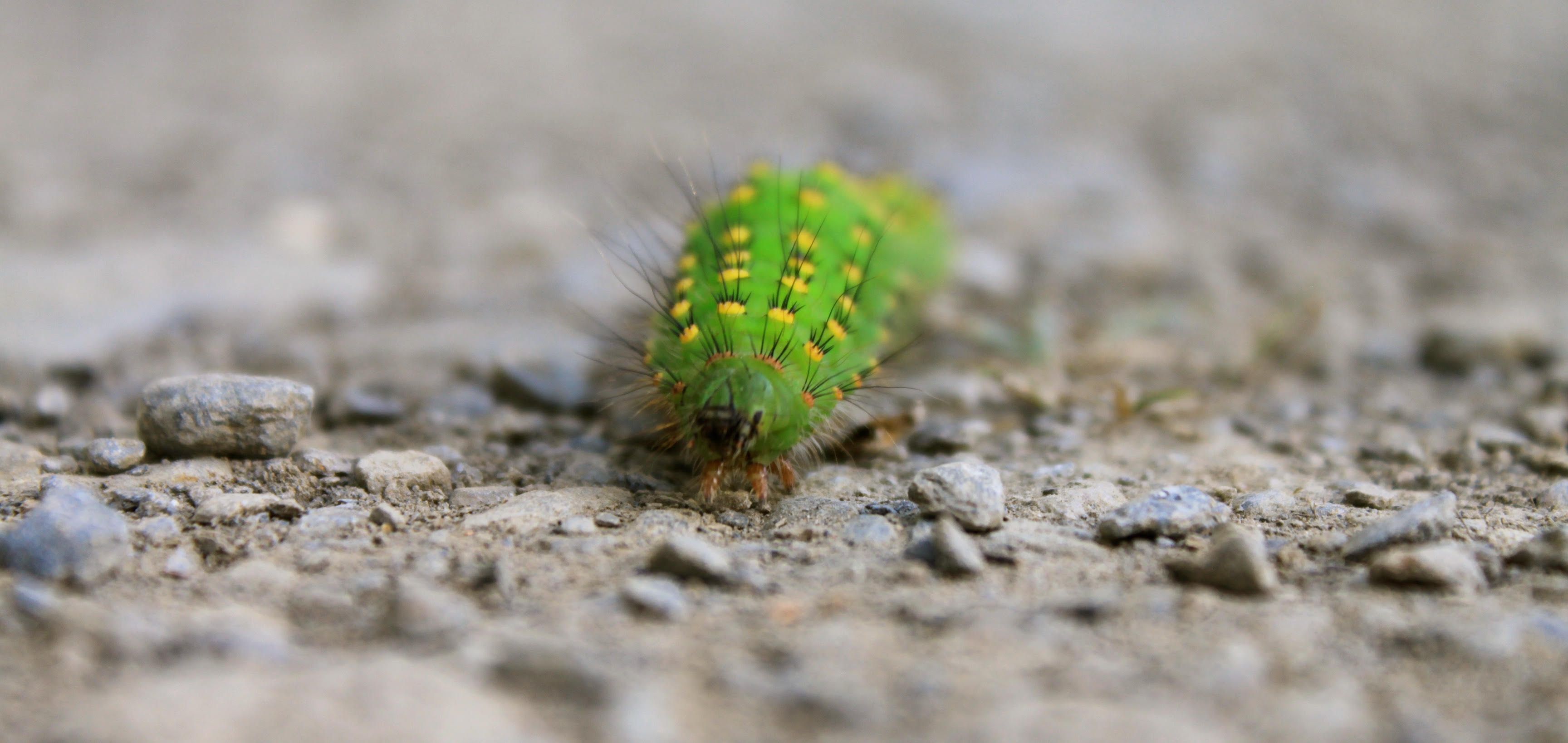 Cuc. Hospice de France, Luchon - Quico Folch