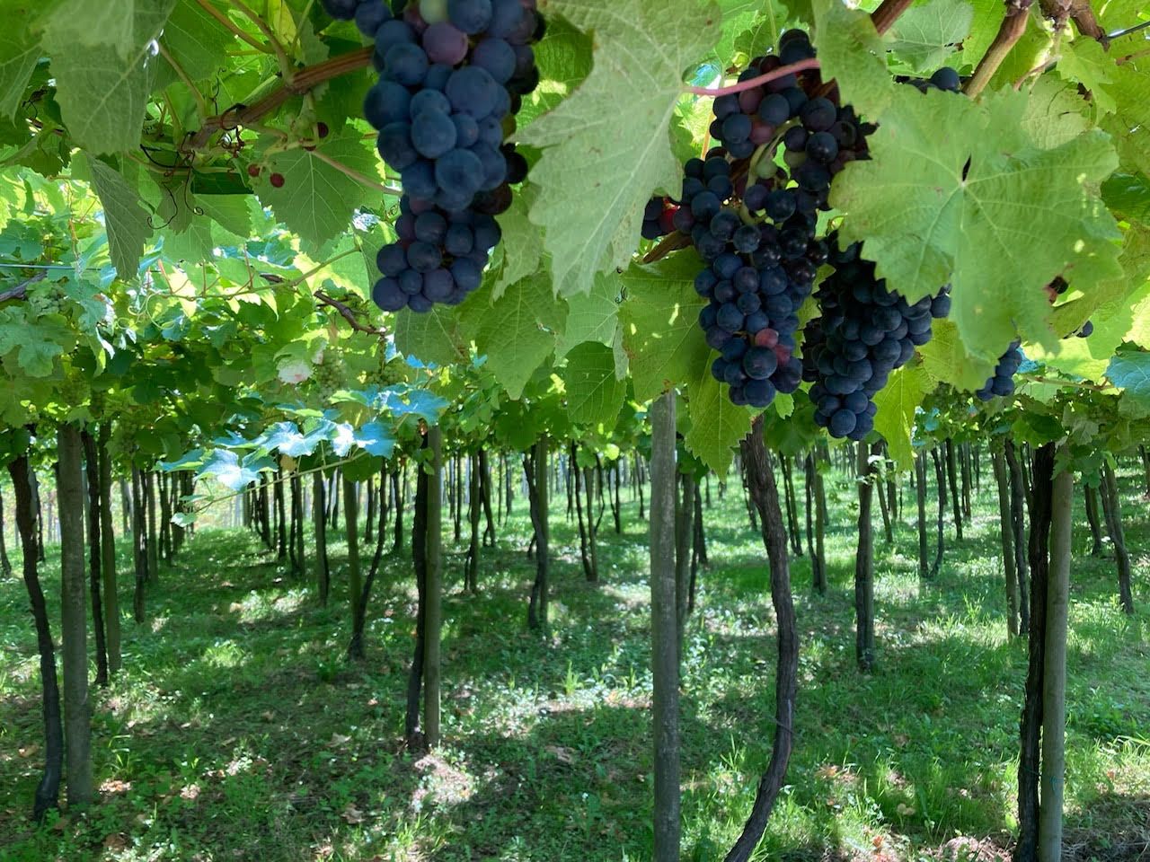 Del ram al Txakoli - Guetaria Maria Canals Palau