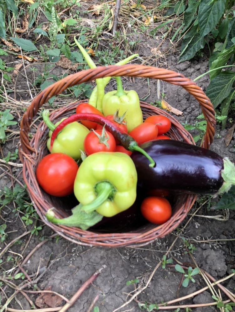 Delicias de veran. El jardín de los abuelos - Iuliana Barbos