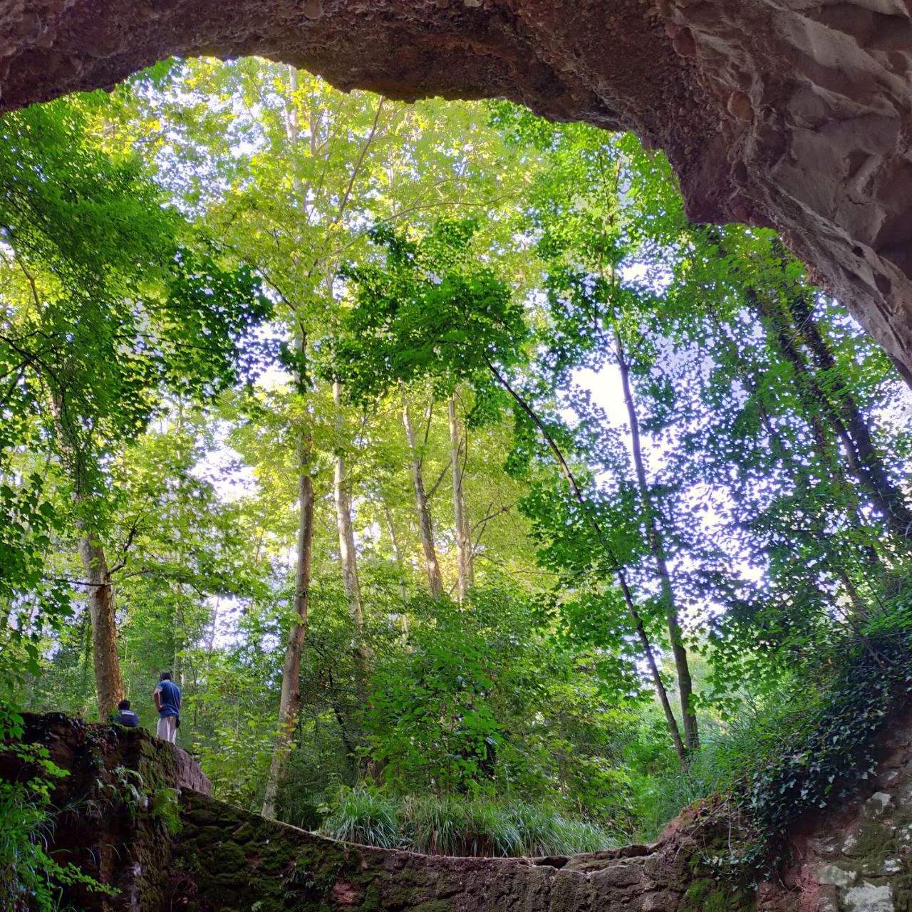 Des de la profunditat del bosc. Torrent de Colobrers de Sabadell - Pau Loscos Escolano