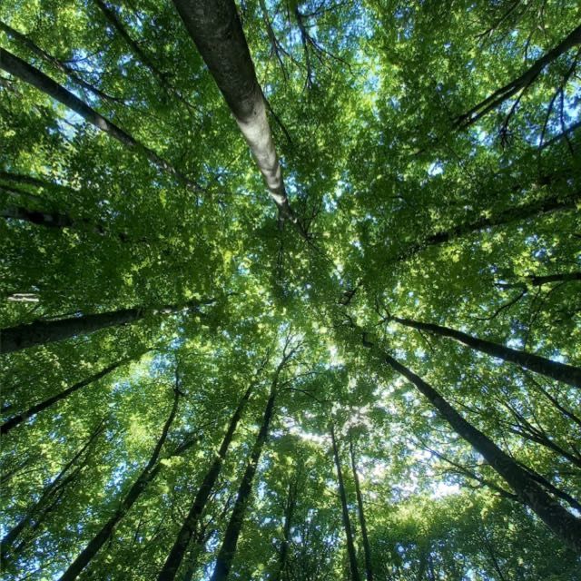 Disfrutando del descanso!  La Fageda d’en Jordà - Marcos Reverte Rodriguez