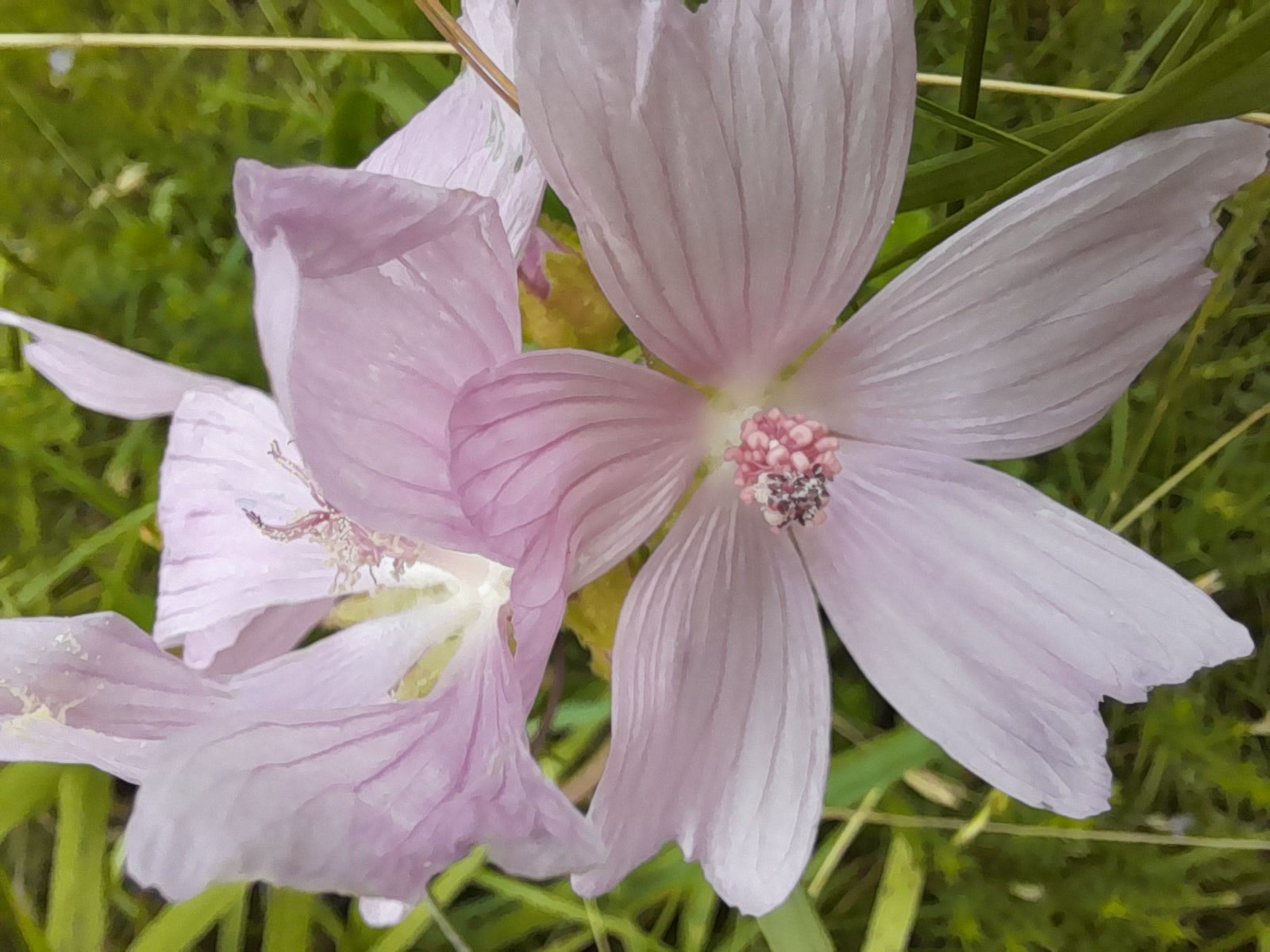 Delta Flower - Edda Pellicer de Carli