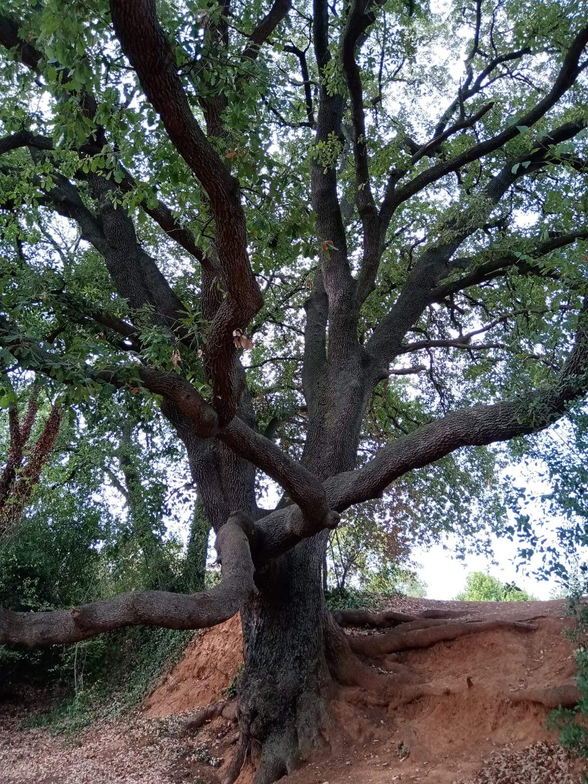 El abuelo de Sant Cugat - Ramon Arnal