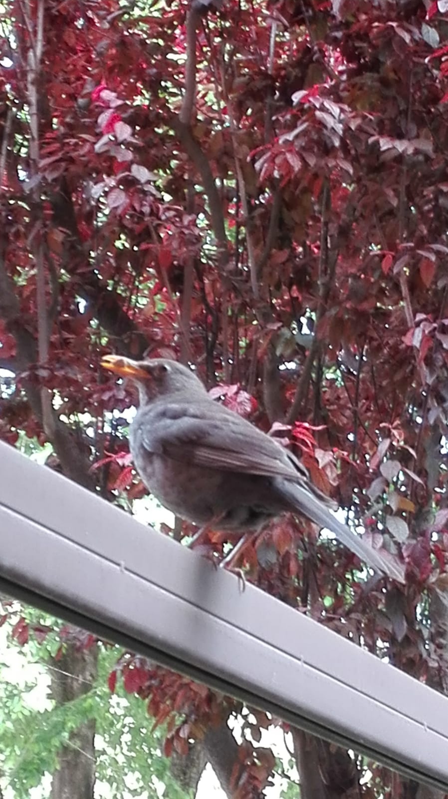 El Mirlo. Sant Cugat del Vallès -  Ramon Arnal