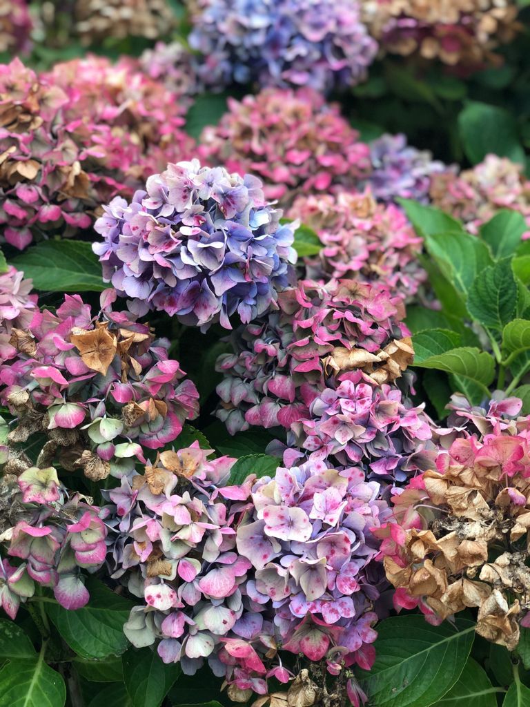 El Norte. Comillas - María Toda Plaza