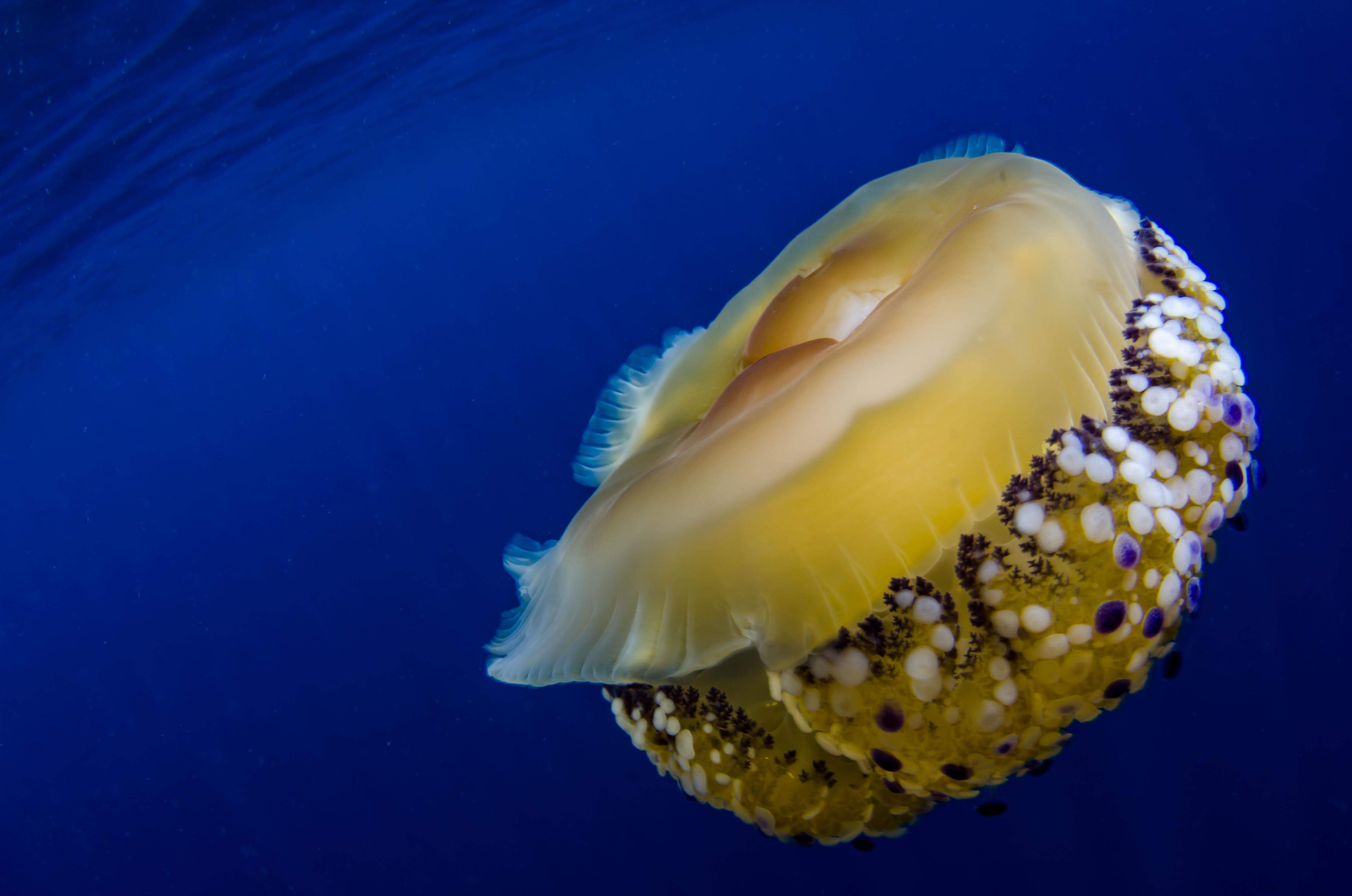 El petit ovni mar. Mar Mediterran -  Arnau Ciriqui