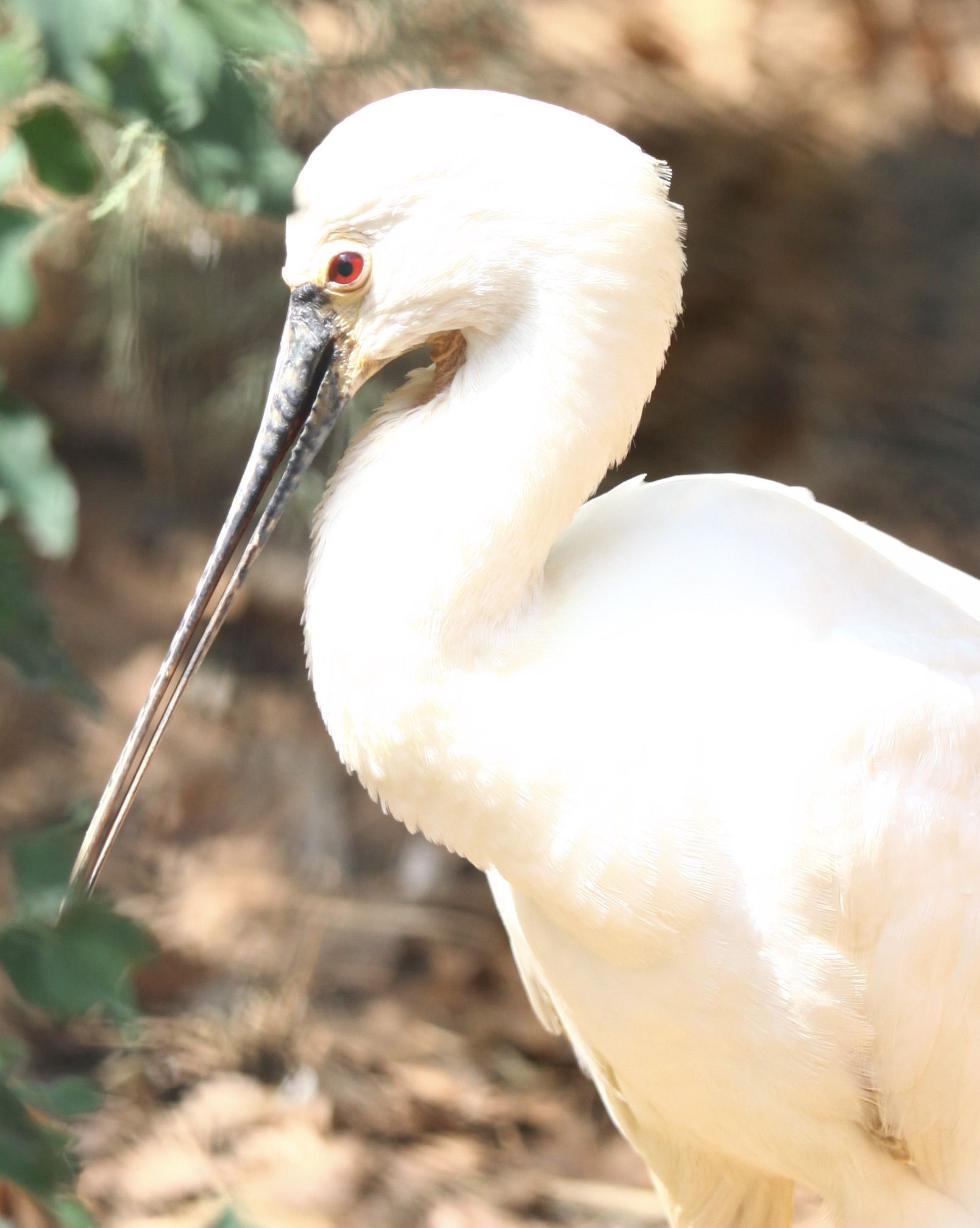 Elegancia  Barcelona Sofia Cano Burillo