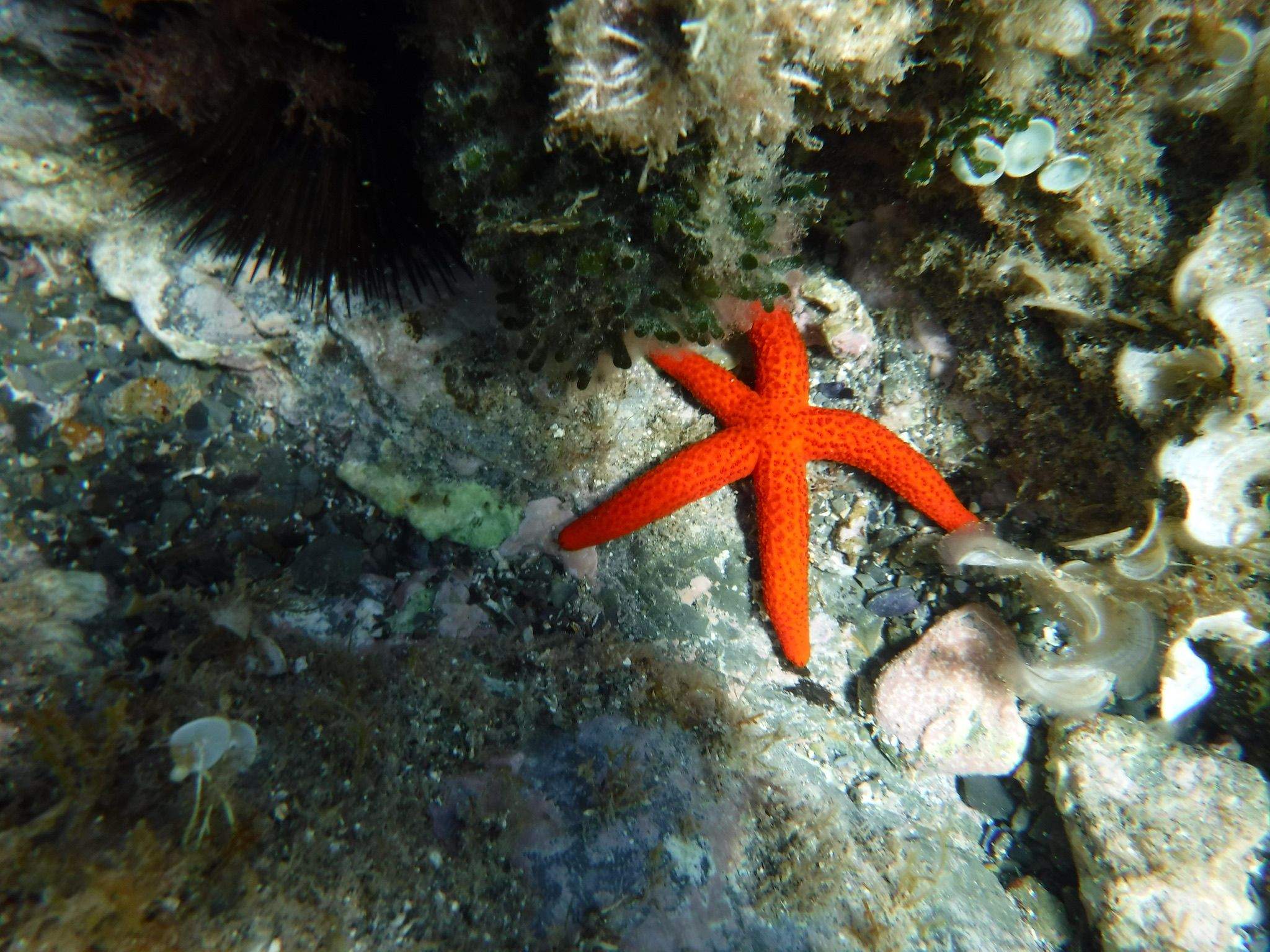 Estrella Platja del Garbet, Alt Empordà. Rosamaria Bruguera