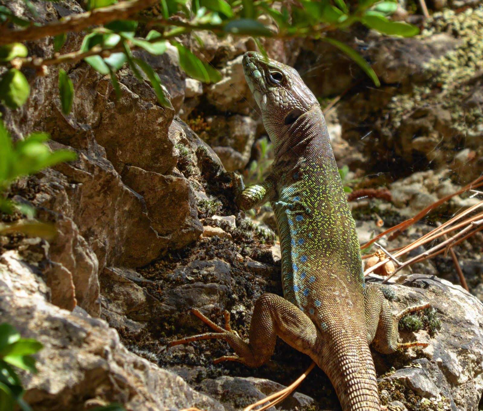 Et veig llangardaix. Terol. Vera López.