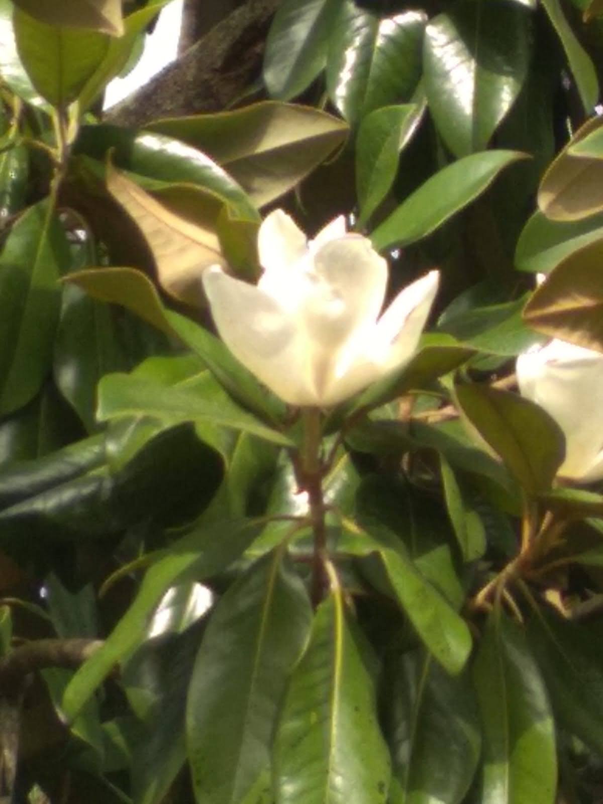Flor, Magnolia. Gloria Gallego Quiคonero