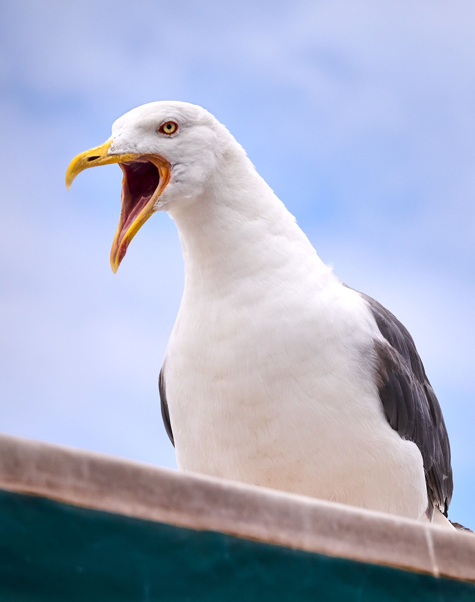 Gavia emprenyada Castro Urdiales (Cantabria) - Miquel Romero Moreno