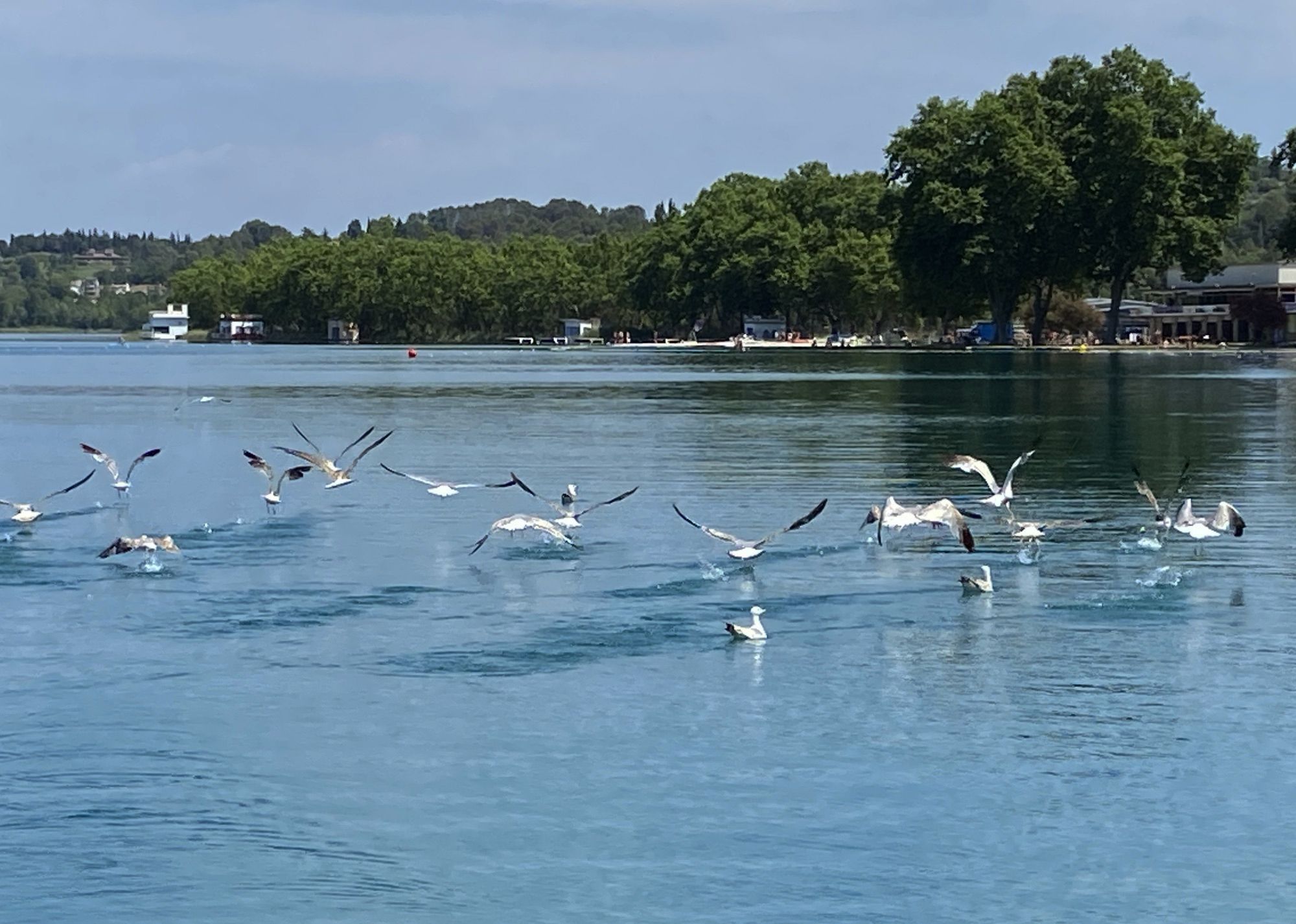 Gavines a Banyoles - Pere Ruiz Hernandez