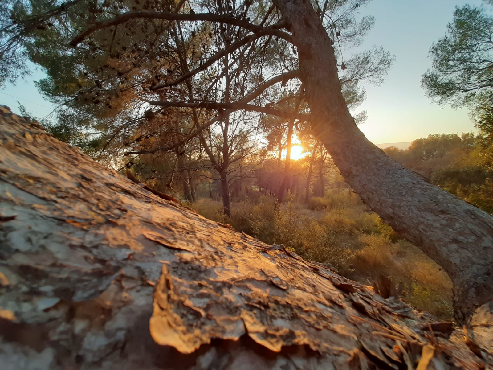 Posta de sol entre pins. Sant Salvador, Tarragona - Daniel Bru Rico