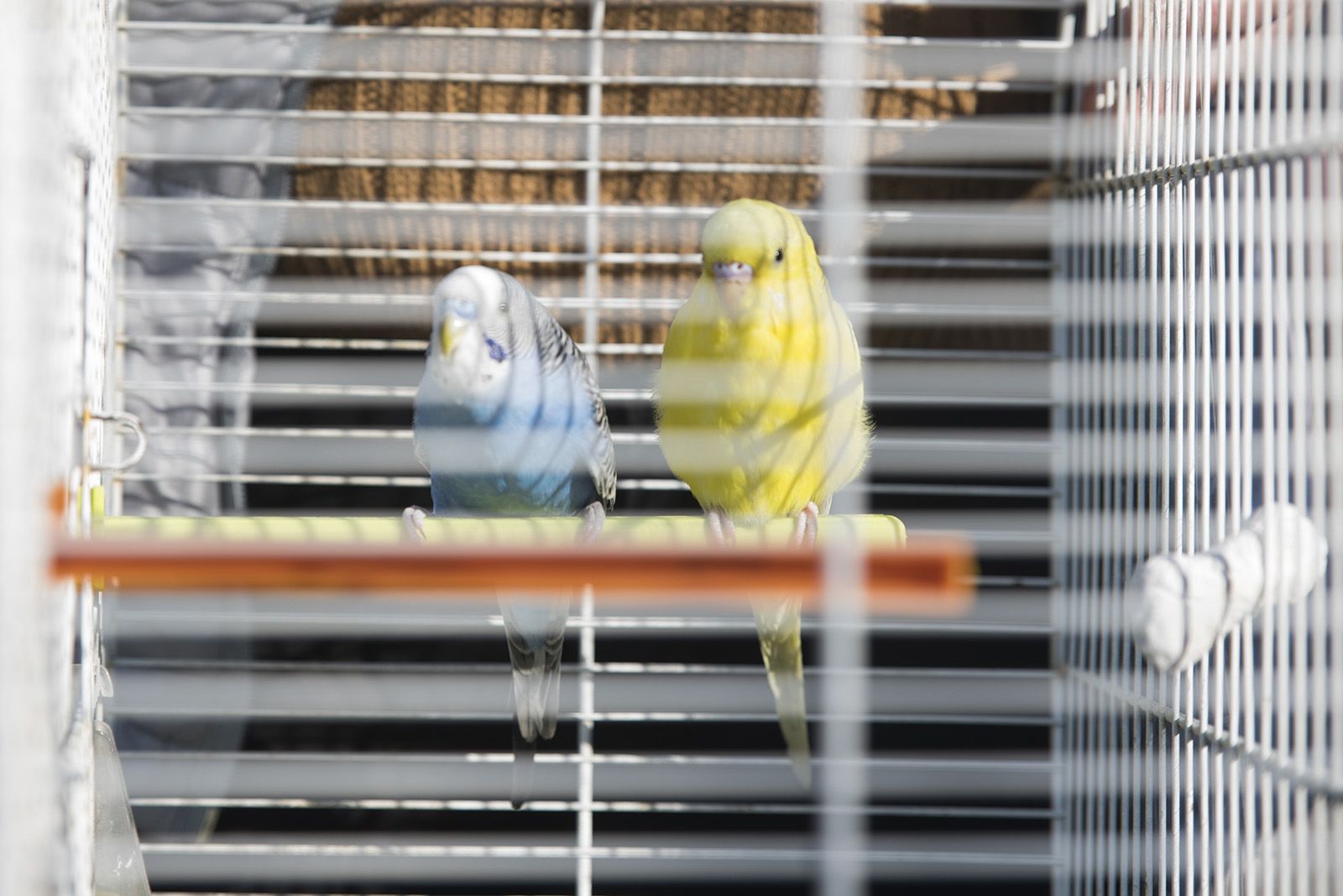 Benedicció de cavalleries al pg. de Francesc MaciàA càrrec de la Parròquia de Sant Pere d’Octavià. Foto: Bernat Millet.