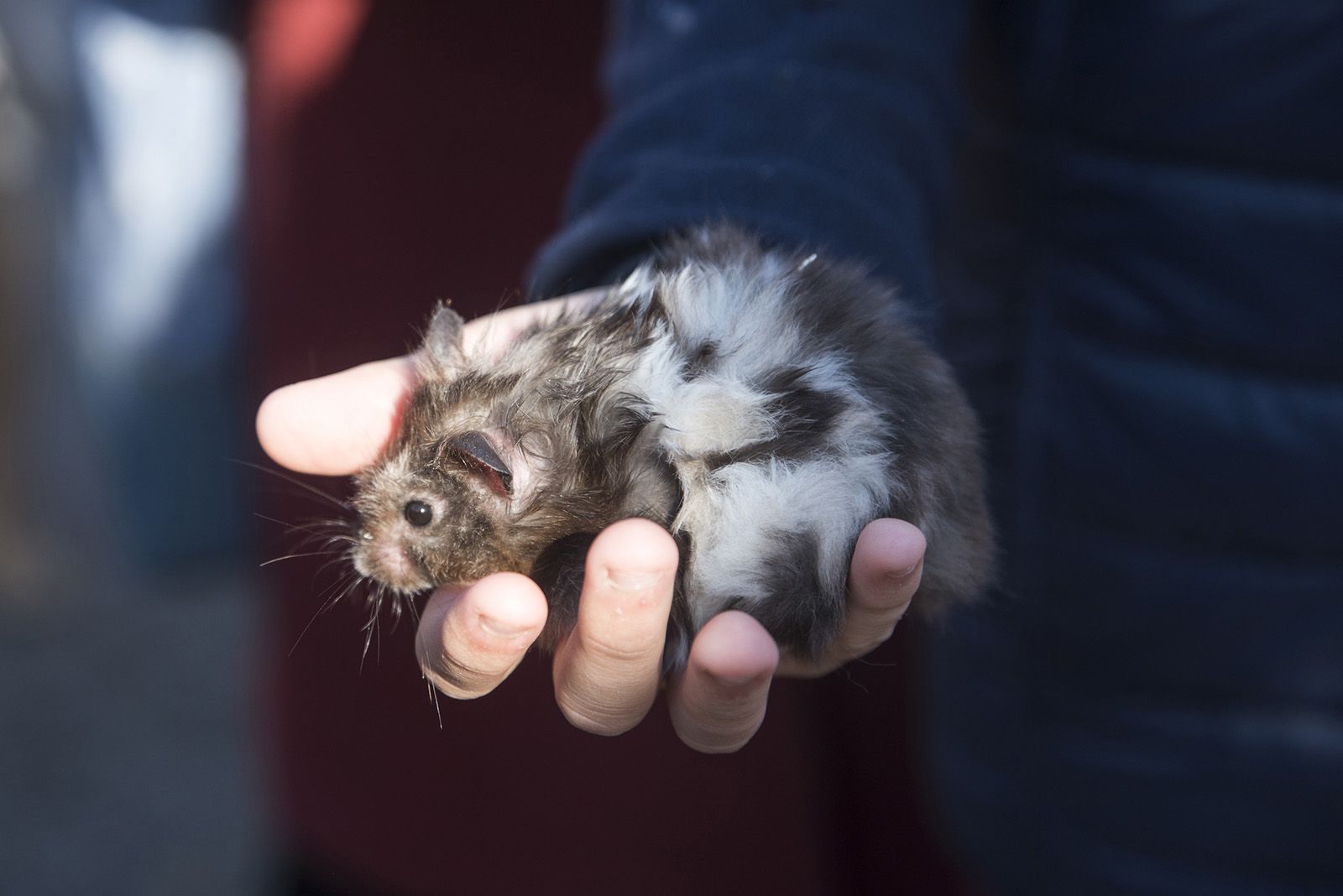 Benedicció de cavalleries al pg. de Francesc MaciàA càrrec de la Parròquia de Sant Pere d’Octavià. Foto: Bernat Millet.
