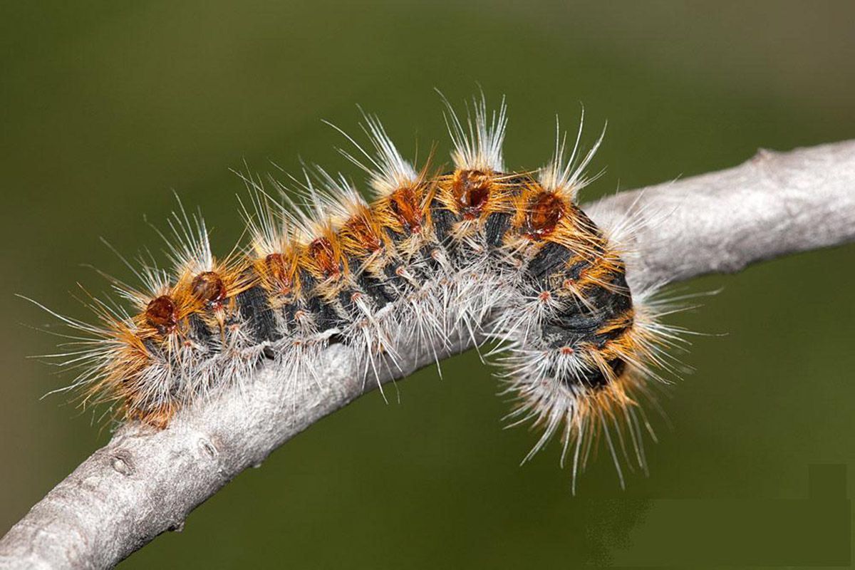 Eruga processionària del pi. FOTO: istock.com