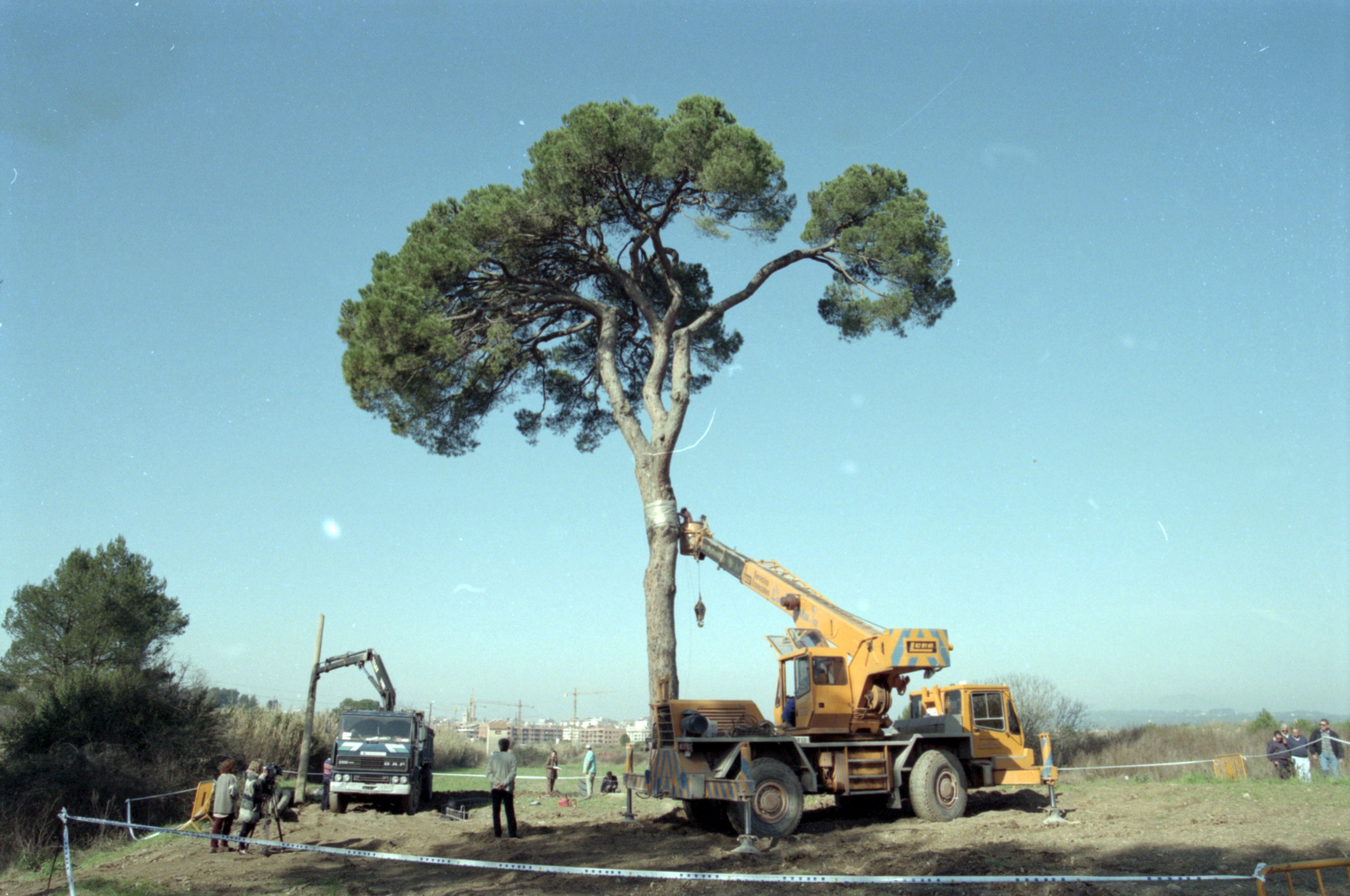 Obres de restauració del Pi d'en Xandri el 9 de juny de 1997. FOTO: Àlex Calsina (Fons Premsa local)
