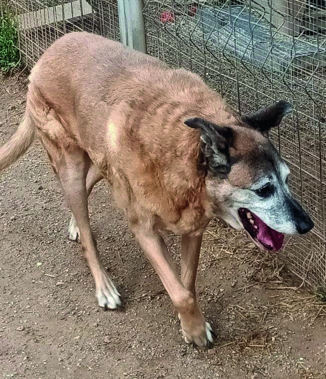 Gos sènior. FOTO: Cedida