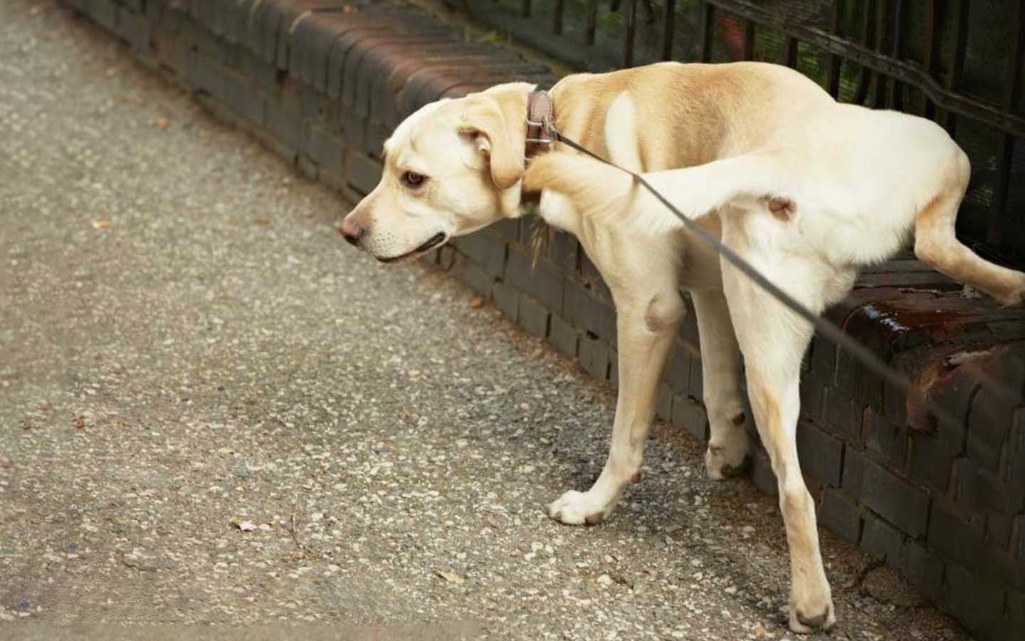 Gos fent pipí. FOTO: Cedida.