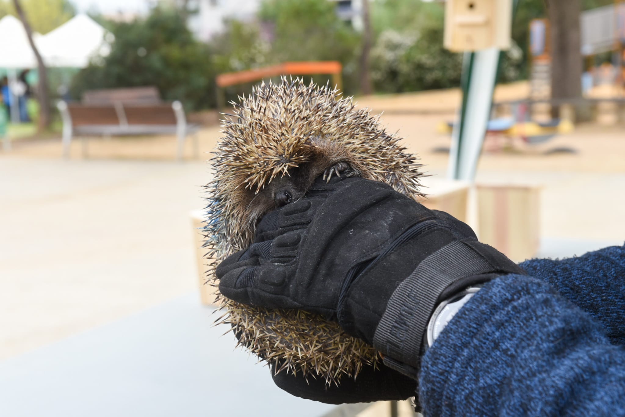 Un dels eriçons alliberats FOTO: Ajuntament de Sant Cugat