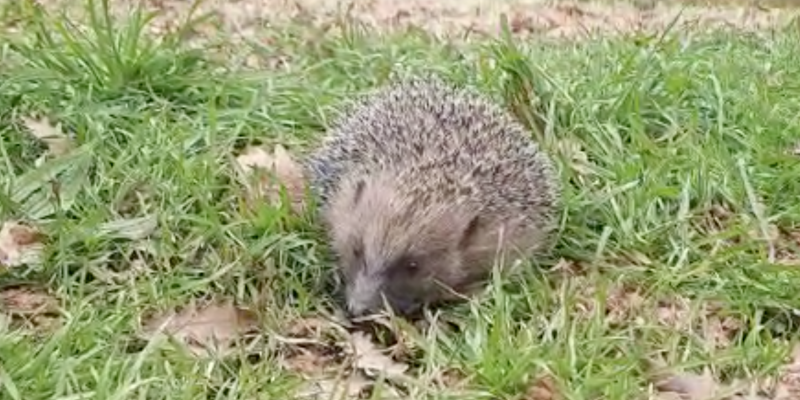 Captura de Pantalla 2022 03 26 a les 11.51.24