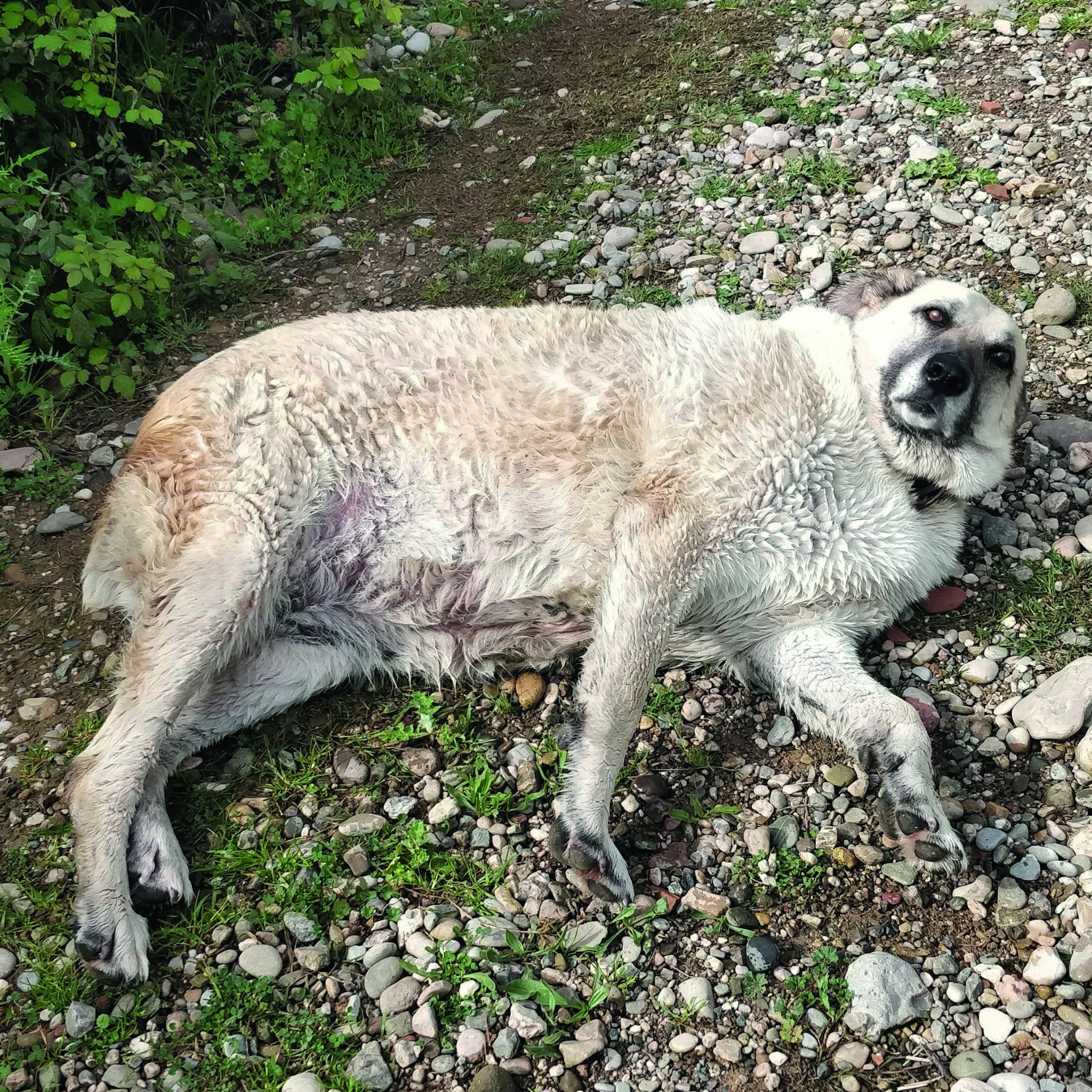 Laika, de El Cau Amic