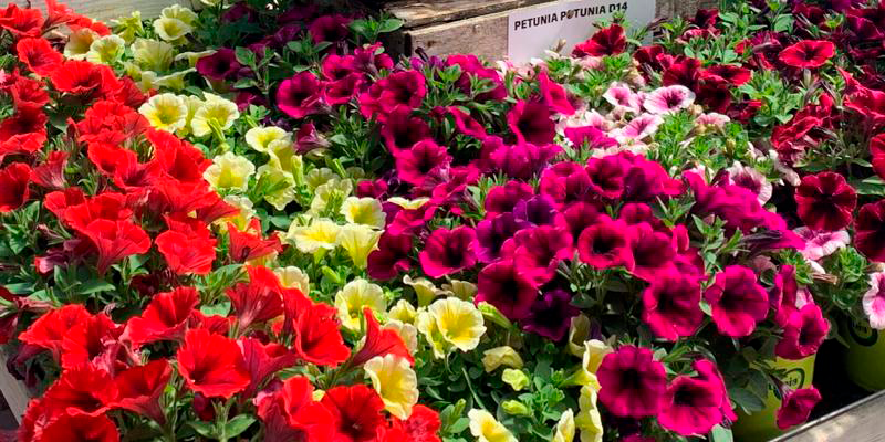 Jardiland, el teu aliat per omplir de vida casa teva a la primavera. FOTO: Cedida