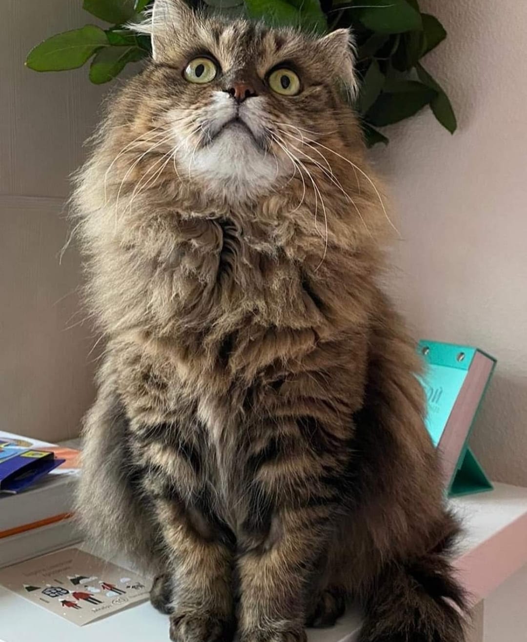 Gata perduda a Valldoreix. FOTO: Cedida