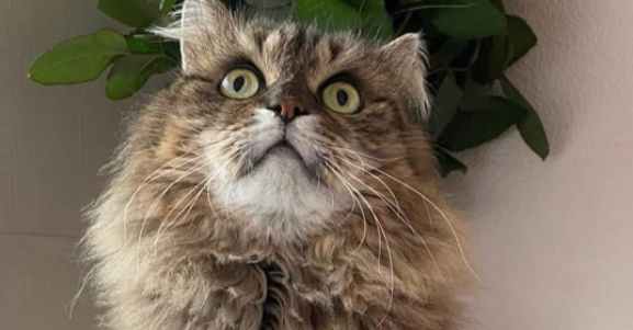 Gata perduda a Valldoreix. FOTO: Cedida