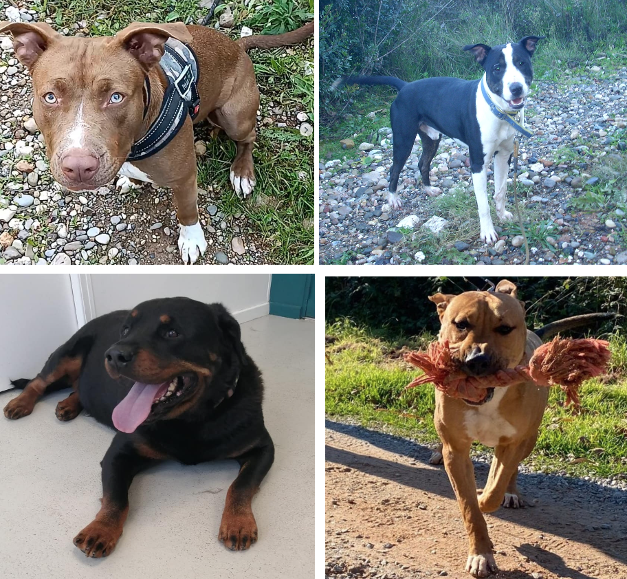 Gossos GPP del Cau Amic. FOTO: Cedida